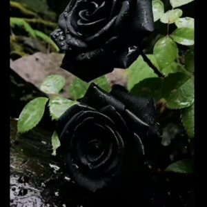 Misteri dan Pesona di Balik Warna Gelapnya Bunga Mawar Hitam