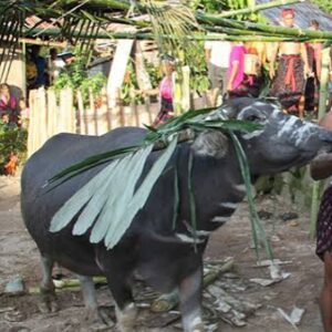 Belis atau Jujuran di Nusa Tenggara Timur (NTT)