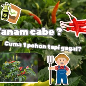 Pengenalan Penyakit Tanaman Cabe : Untuk yang Baru Belajar Menanam