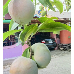 Pohon Mangga: Ciri-ciri,dan Manfaat Mangga